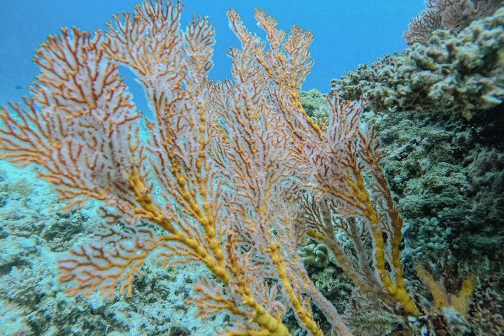 Tour de buceo en grupo por las islas Gili con documentación GoPro
