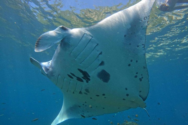 Nusa Penida Day Trip from Bali Manta Ray Snorkeling