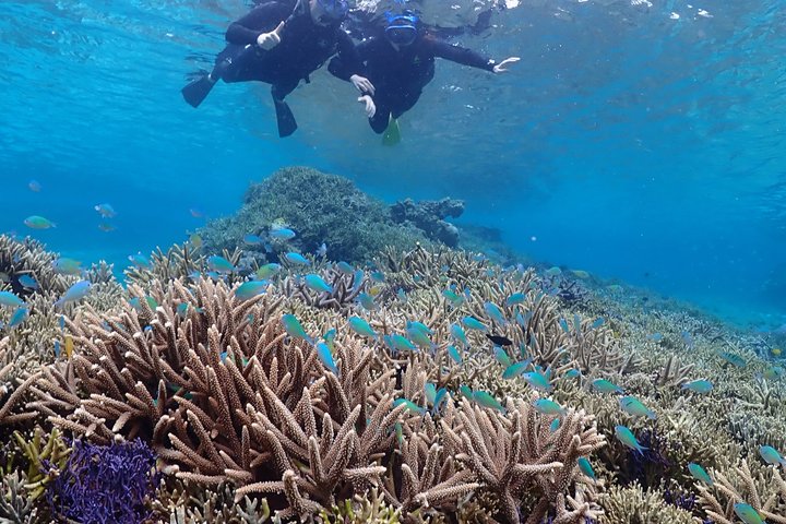 Tour privato di snorkeling di Miyakojima | Guida Inglese fluente