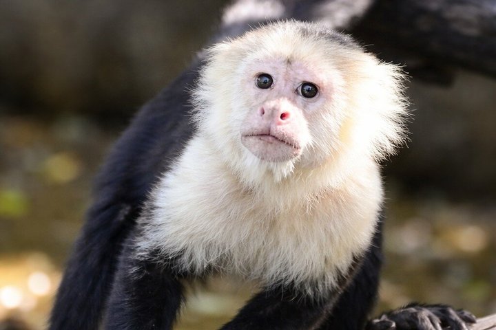 Sloth Watching & Wildlife, Coffee, Chocolate and Waterfall