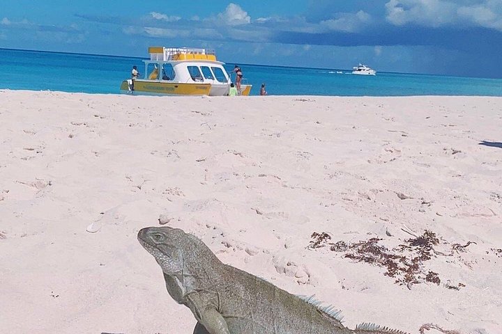 Ochtendcruise van een halve dag vanuit Providenciales met snorkelen en Iguana Island