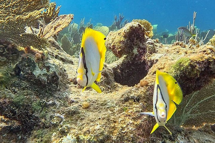 Ochtendcruise van een halve dag vanuit Providenciales met snorkelen en Iguana Island