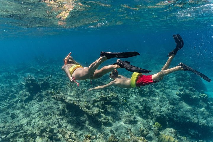 Ochtendcruise van een halve dag vanuit Providenciales met snorkelen en Iguana Island
