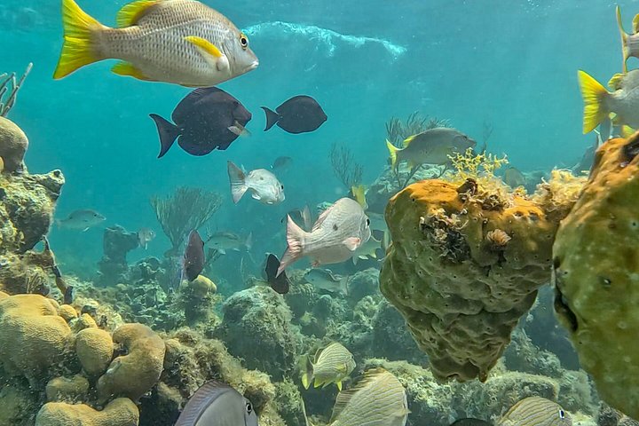 Ochtendcruise van een halve dag vanuit Providenciales met snorkelen en Iguana Island