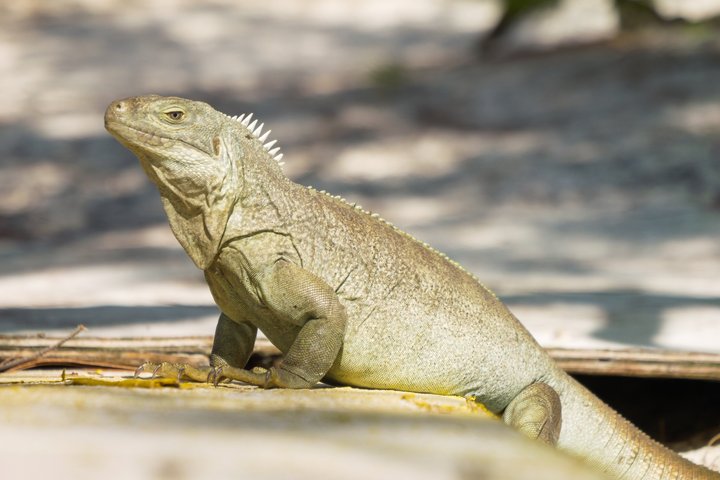 Ochtendcruise van een halve dag vanuit Providenciales met snorkelen en Iguana Island