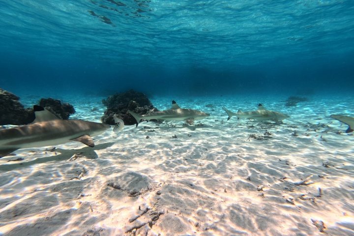 Snorkling i Taha'a eller Raiatea – Halvdag med Iriatai Excursions