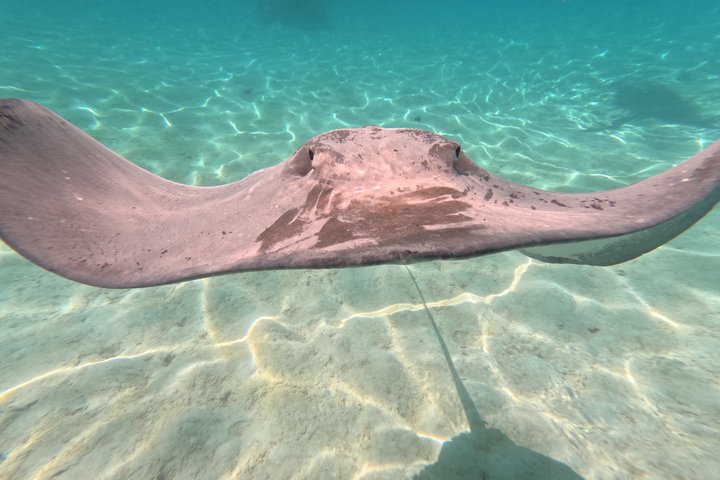 Snorkling i Taha'a eller Raiatea – Halvdag med Iriatai Excursions