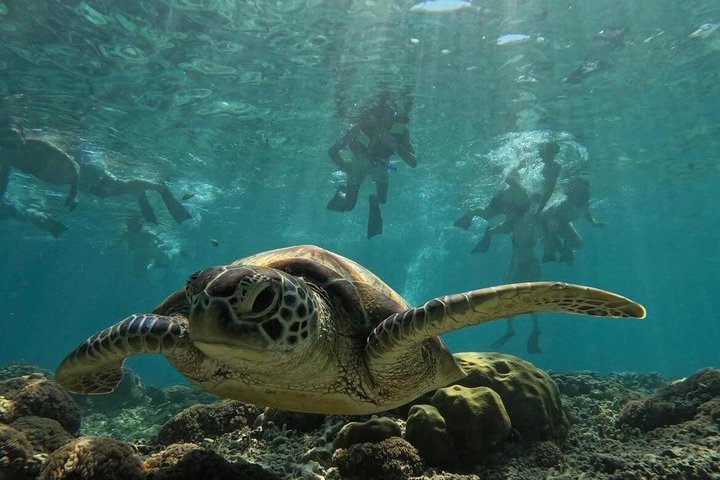 Tour privado de buceo Gili : Tortugas, Arrecifes + GoPro & Drone