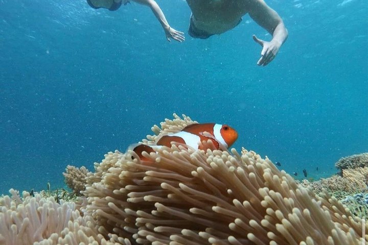 Tour privado de buceo Gili : Tortugas, Arrecifes + GoPro & Drone