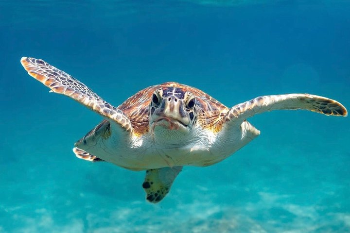 Vieques : Snorklingstur med havssköldpaddor och Stingrockor