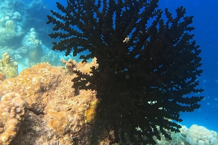5 Tage All Inclusive Fulidhoo Abenteuer Wassersport und Ausflüge
