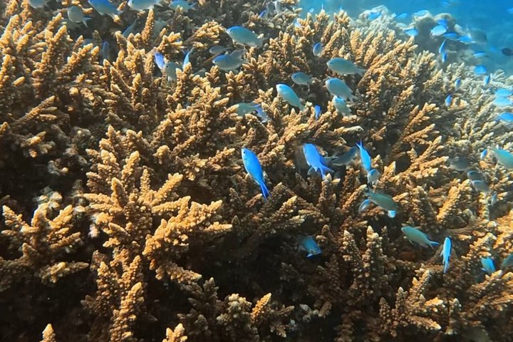 5 Tage All Inclusive Fulidhoo Abenteuer Wassersport und Ausflüge
