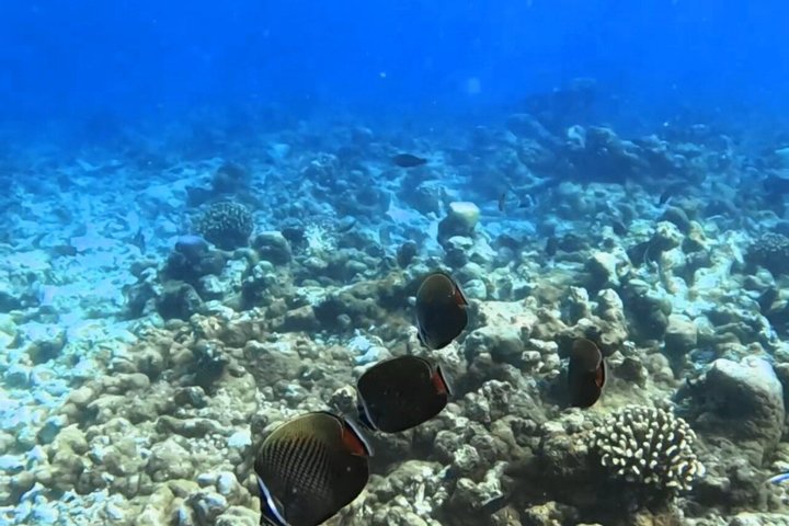 5 Tage All Inclusive Fulidhoo Abenteuer Wassersport und Ausflüge