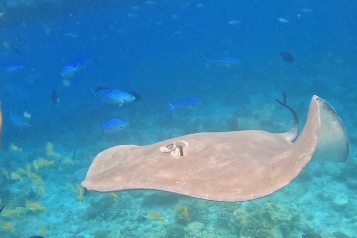 5 Tage All Inclusive Fulidhoo Abenteuer Wassersport und Ausflüge