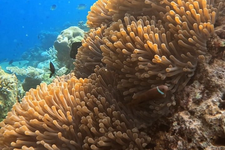 5 Tage All Inclusive Fulidhoo Abenteuer Wassersport und Ausflüge