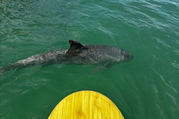 Hoteller i nærheden af Daytona Beach Dolphin & Manatee Kayak Wildlife Adventure