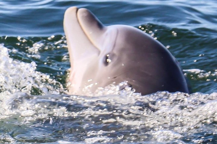 Crociera con delfini condivisi a Pensacola Beach | Frisky Mermaid