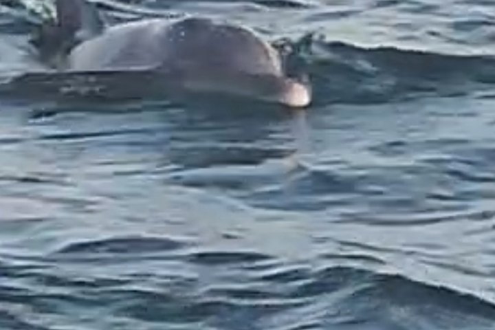 Crociera con delfini condivisi a Pensacola Beach | Frisky Mermaid