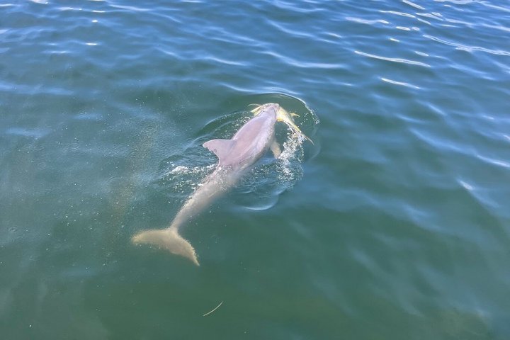 Crociera con delfini condivisi a Pensacola Beach | Frisky Mermaid