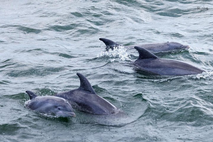 Crociera con delfini condivisi a Pensacola Beach | Frisky Mermaid