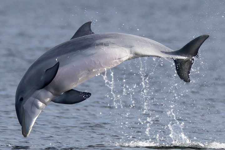 Crociera con delfini condivisi a Pensacola Beach | Frisky Mermaid