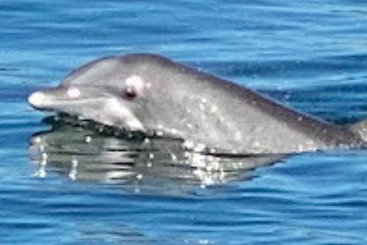 Crociera con delfini condivisi a Pensacola Beach | Frisky Mermaid