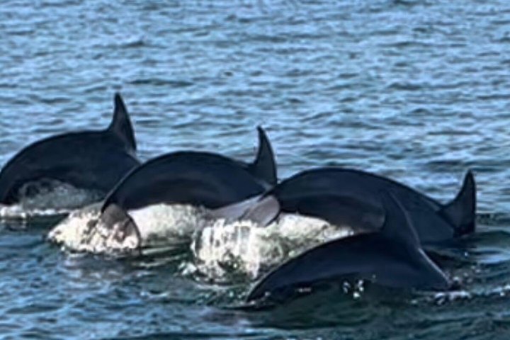 Crociera con delfini condivisi a Pensacola Beach | Frisky Mermaid