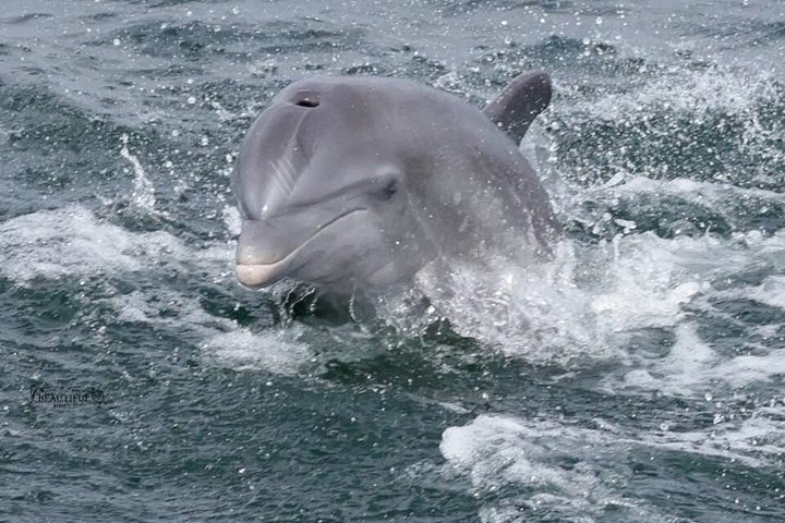 Crociera con delfini condivisi a Pensacola Beach | Frisky Mermaid