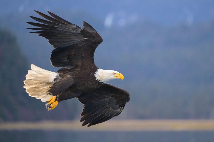 Tour guidato di gruppo ridotto di Sitka Wildlife and Totem Forest