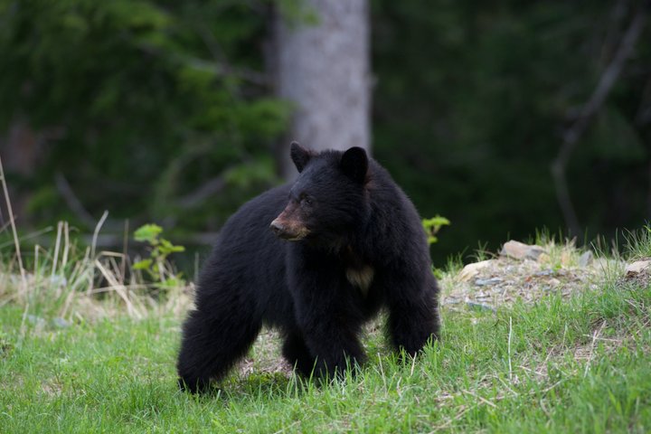 Whistler Morning avec les Bears Land Rover Visite panoramique