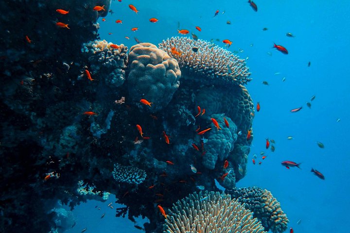 Hurghada: VIP Seafood Yacht till 3 öar, delfiner och snorkling