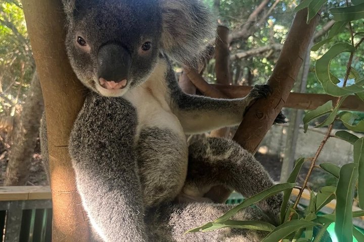 Restauranter i nærheten av Koalas Experience on Magnetic Island