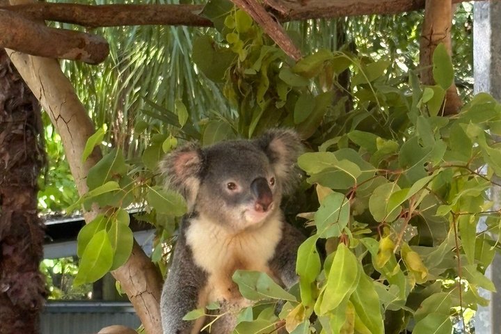 Restauranter i nærheten av Koalas Experience on Magnetic Island