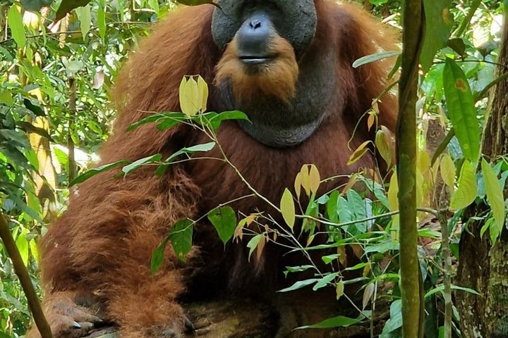Monkey Business 3 dagen - 2 nachten Jungle trekking (inclusief raften)