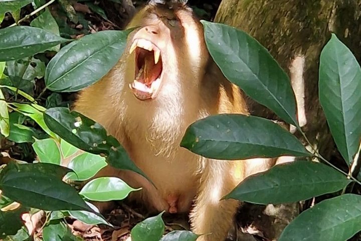 Monkey Business 3 dagen - 2 nachten Jungle trekking (inclusief raften)