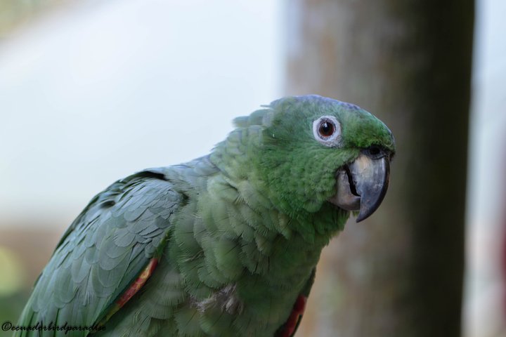 Amazon Jungle & Baños Adventure City: 4 dias de natureza e vida selvagem