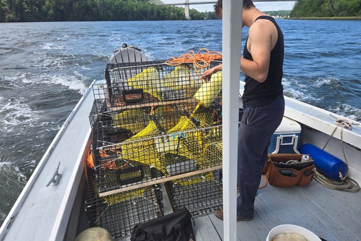 Esperienze di pesca all'aragosta di Belfast — Midcoast Maine