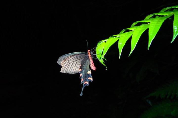 Visite nocturne du ciel étoilé et de la jungle de l'île d'Okinawa Iriomote, planétarium naturel et créatures tropicales rares