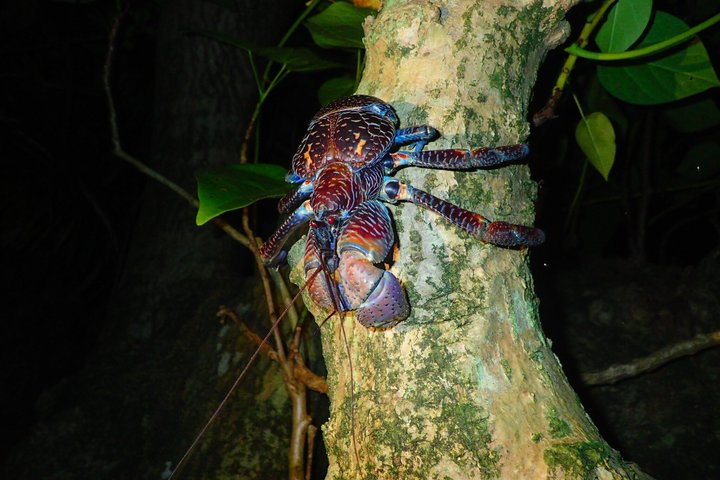 Visite nocturne du ciel étoilé et de la jungle de l'île d'Okinawa Iriomote, planétarium naturel et créatures tropicales rares