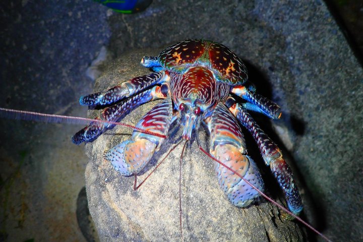 Visite nocturne du ciel étoilé et de la jungle de l'île d'Okinawa Iriomote, planétarium naturel et créatures tropicales rares