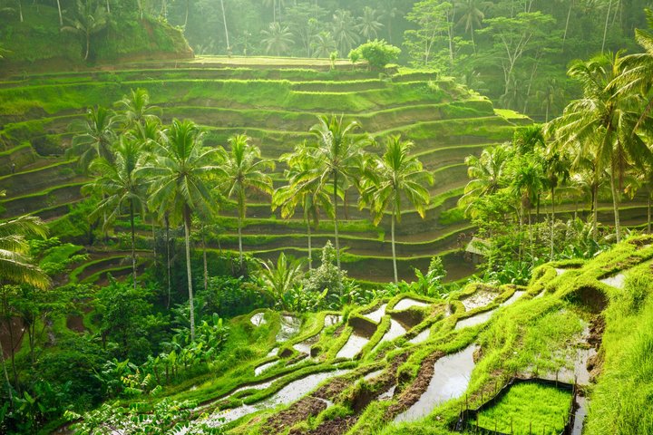 Ubud : Bosque de Monos, Terraza de Arroz, Cueva del Elefante & Tour en Cascada