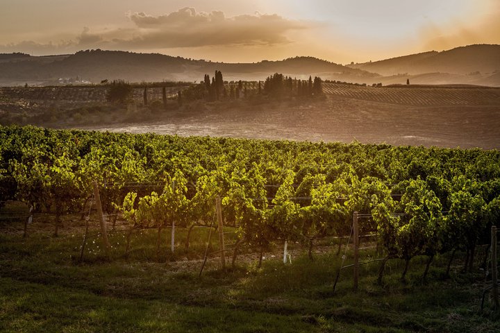 Vino Nobile di Montepulciano vingårdstur och provsmakning