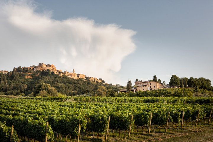 Vino Nobile di Montepulciano vingårdstur och provsmakning