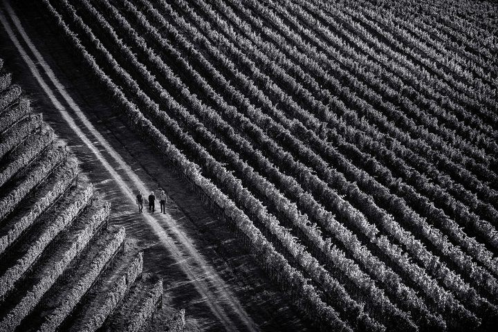 Vino Nobile di Montepulciano vingårdstur och provsmakning