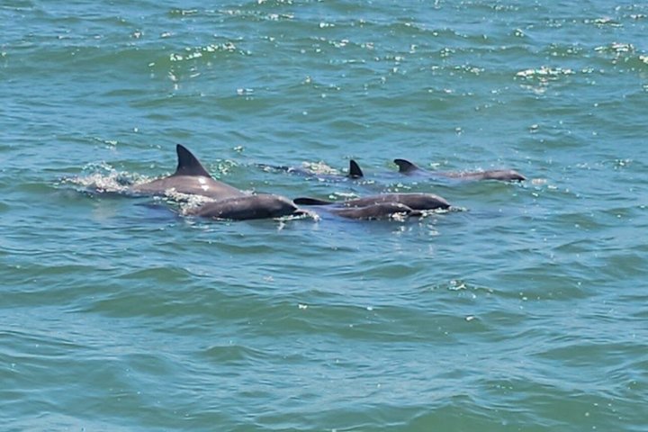 Hoteller i nærheden af Ocean Sunset Dolphin & Sealife Cruise