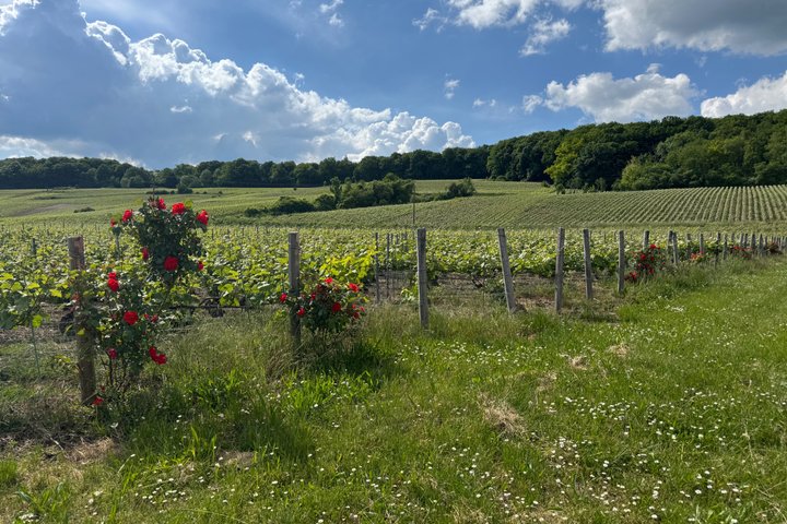 Exclusieve Champagne Kelders & Dom Perignon Wijngaarden tour - Reims