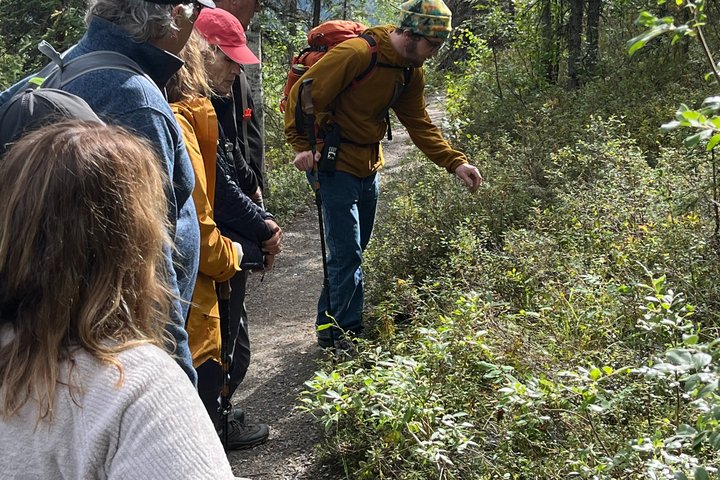 Denali Park Nature Walk (3 horas) w / naturalista especialista