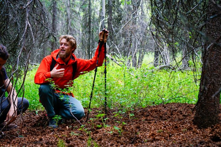 Denali Park Nature Walk (3 horas) w / naturalista especialista