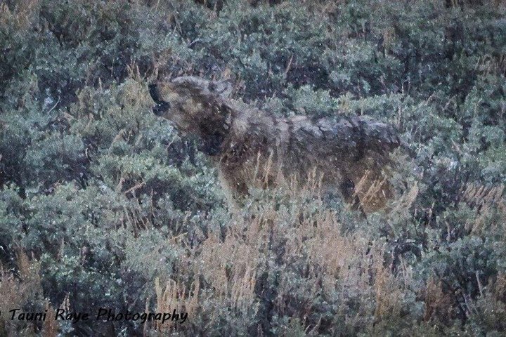 Safari privado de lobo y vida silvestre Yellowstone desde Bozeman