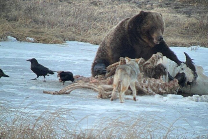 Safari privado de lobo y vida silvestre Yellowstone desde Bozeman
